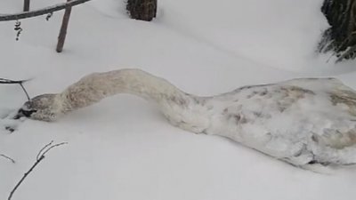 У Трускавці на озері замерз на смерть лебідь (ФОТО)