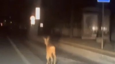 У Львові на вулиці бігав олень