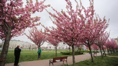 У Львові квітнуть сакури (ФОТО)