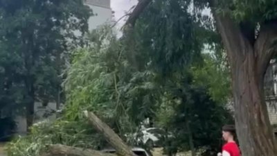 У Львові дерево впало на автомобіль (ВІДЕО)