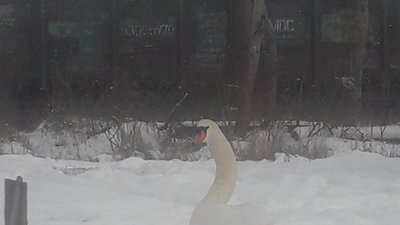 У Львові на залізничну станцію прибився лебідь (ФОТО)