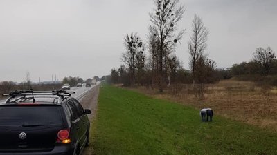 На трасі "Київ - Чоп" впіймали чоловіка, який зривав дикі тюльпани (ФОТО)