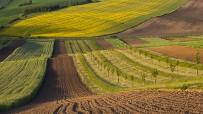 На Львівщині викрили посадовців сільрад, які займалися незаконним відчуженням земельних ділянок