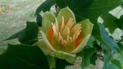 У Львівській області цвіте унікальне тюльпанове дерево (ФОТО)