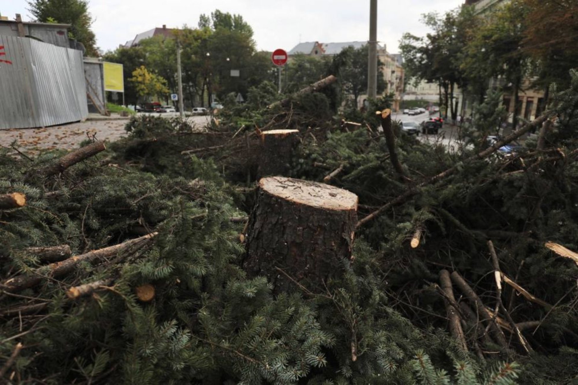 У Львові зрізали 40-річні ялинки біля Органного залу