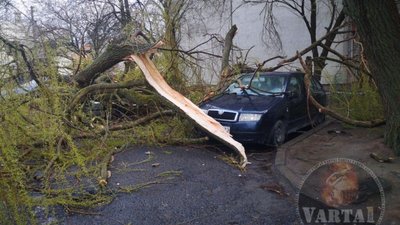 У Львові дерево впало на автомобілі (ФОТО)