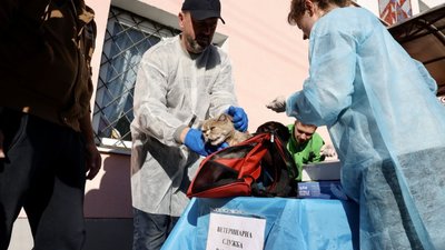 У Підбірцях провакцинували 35 котів та собак від сказу