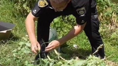 На Львівщині поліцейські виявили незаконні посіви снодійного маку (ФОТО)