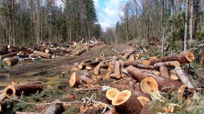 За незаконну рубку лісу будуть більші штрафи