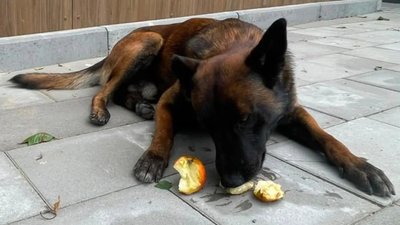 Службовий пес, який знаходить наркотики та обожнює яблука