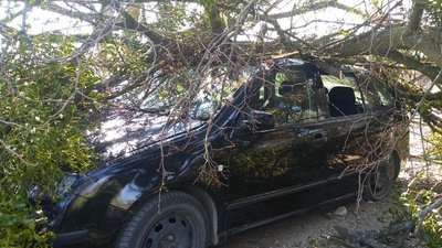 На Львівщині дерево повалилося на проїжджаючу автівку (ФОТО)