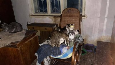 У Львові для котів, господарка яких померла, продовжують шукати домівки