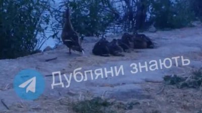 Біля Львова на озері відпочивали качки (ВІДЕО)
