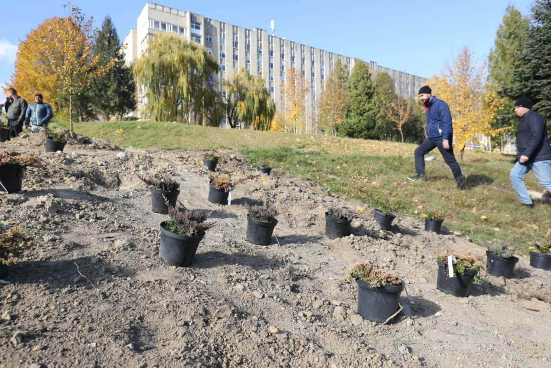 У Львові біля лікарні швидкої медичної допомоги висадили дерева, фото ЛМР