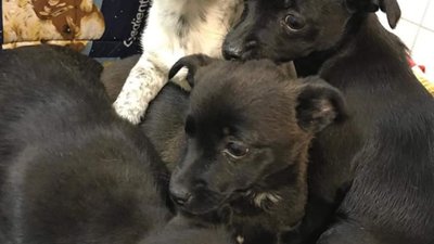 У Львові вимагають від поліції покарати чоловіка, який викинув на вулицю цуценят (ВІДЕО)