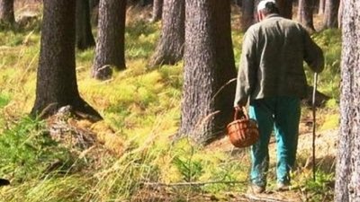 На Львівщині розшукали чоловіка, який блукав лісом п’ять діб