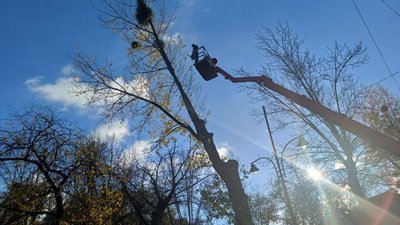 У Садового пояснили, чому зрізали дерева біля цирку