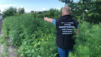 На Луганщині знищили близько 5 тисяч кущів конопель (ВІДЕО)