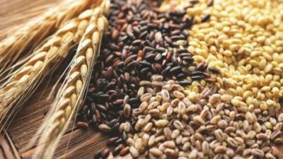 У Маріуполі росіяни крадуть зерно у фермерів