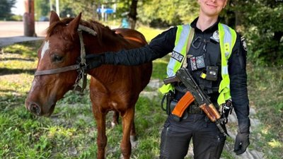 У Львові патрульні повернули власнику коня, який бігав без нагляду міжнародною автодорогою