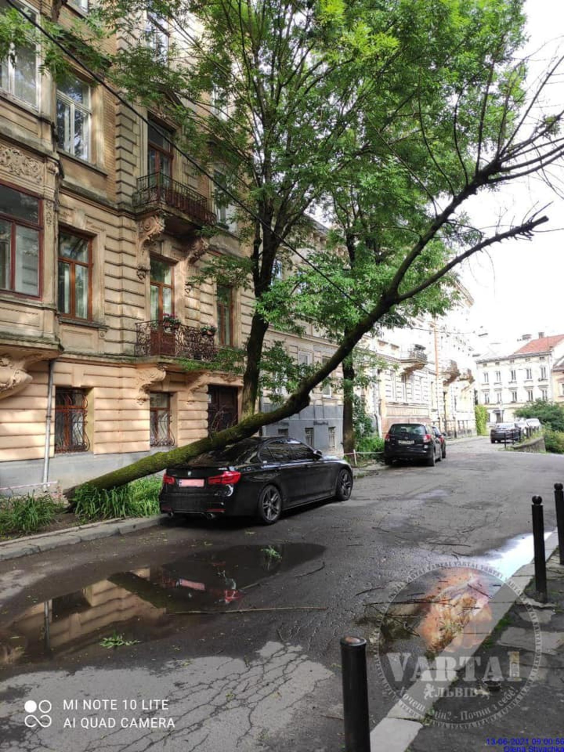 У центрі Львова дерево впало на BMW
