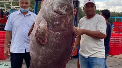 У Малайзії спіймали гігантського морського окуня вагою у 161 кілограм (ФОТО)
