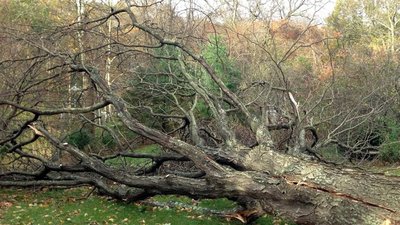 На Львівщині дерево смертельно травмувало чоловіка