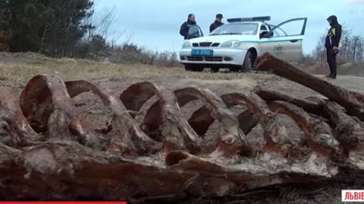На Львівщині б‘ють на сполох через нелегальні скотомогильники обабіч трас (ВІДЕО)