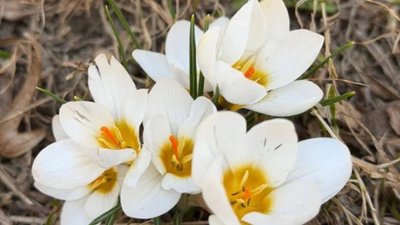 У Стрийському парку розквітли перші весняні квіти