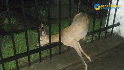 На Львівщині козуля застрягла в огорожі цвинтаря (ВІДЕО)