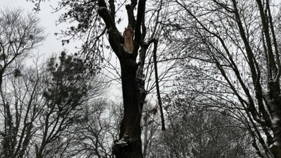 У Львові дерево може травмувати перехожих