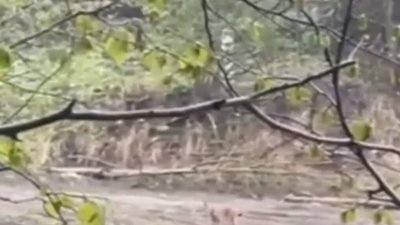 У Карпатах помітили граціозну рись
