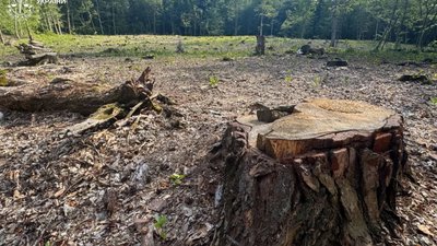 На Львівщині наживались на вирубці лісу (ФОТО)