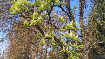 На вулицях Львова знову зацвіли  каштани (ФОТО)