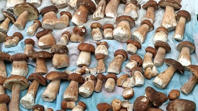 На Львівщину прийшов грибний сезон