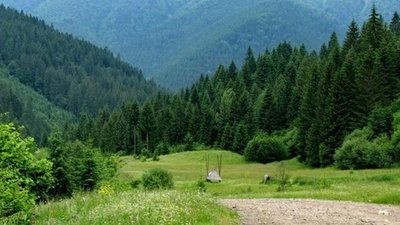 На Львівщині за рік порушили лісове законодавство аж на 75 тис грн