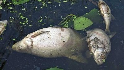 На Сокальщині масово гине риба (ФОТО)