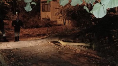 У Львові під час вітру аварійні дерева падають на будинки (ВІДЕО, ФОТО)