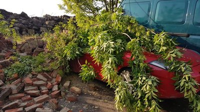 У Львові на території підприємства виявили понівечений  деревами автомобіль (ФОТО)