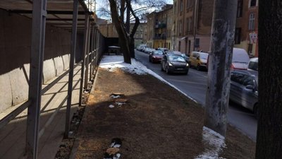 У центрі Львова масово зрізали дерева