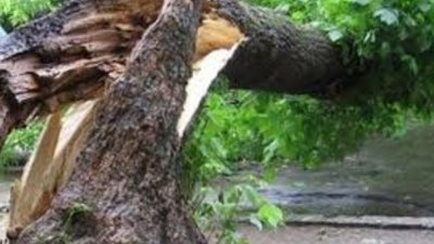 У Брюховичах дерево впало на групу відпочиваючих