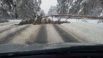 На Львівщині дерево перекрило рух на трасі до Польщі (ФОТО)