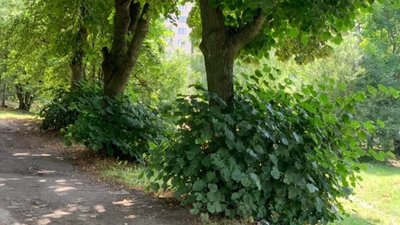 У Львові комунальники Садового забули про роботу