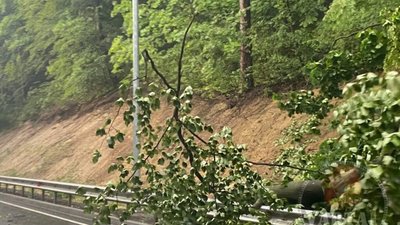 Між Винниками і Львовом впало дерево (ФОТО)