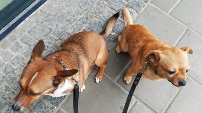 У Львові водій маршрути не захотів вести пасажирку із собаками