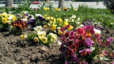 У Трускавці висадили тисячі кущів братчиків та віоли (ФОТО)