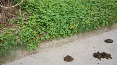 У Львові на тротуарі виявили кінські екскременти (ФОТО)