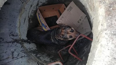 У Винниках  вуличні люки стають пастками для тварин (ФОТО)
