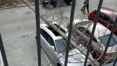 У Львові дерево впало на автомобіль (ФОТО, ВІДЕО)