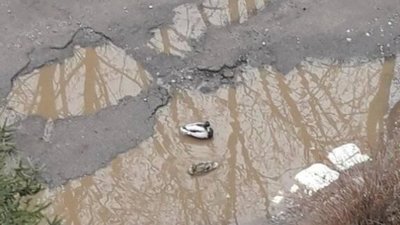 У Львові на вулиці Стрийській у ямах плавають качки (ФОТО)